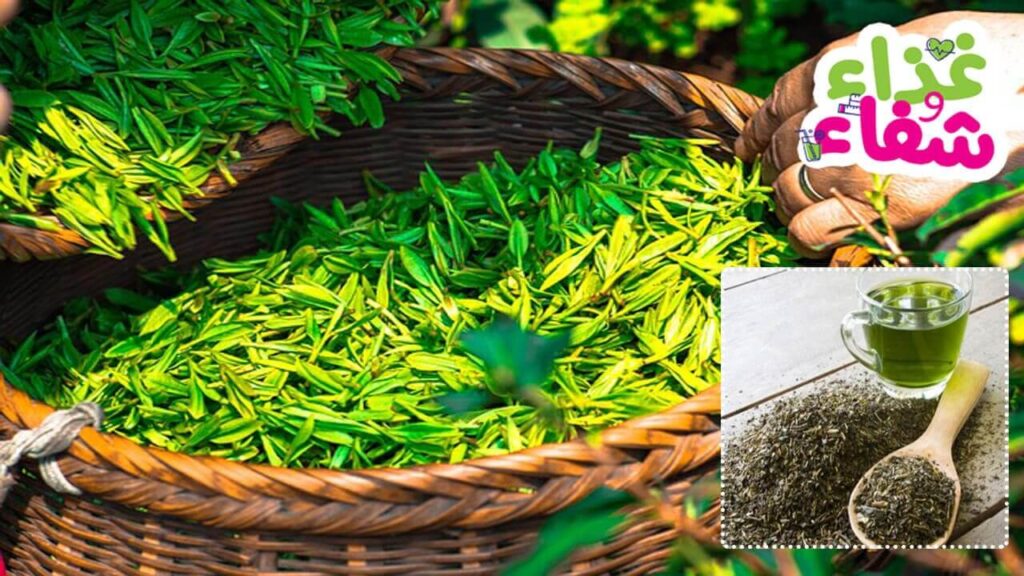 فوائد الشاي الأخضر المجفف