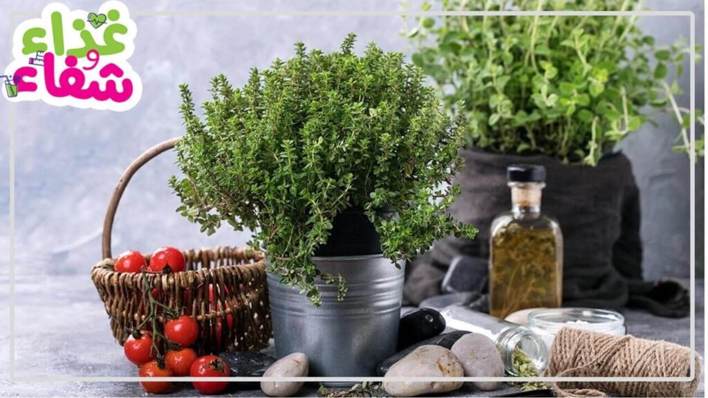 فوائد الزعتر