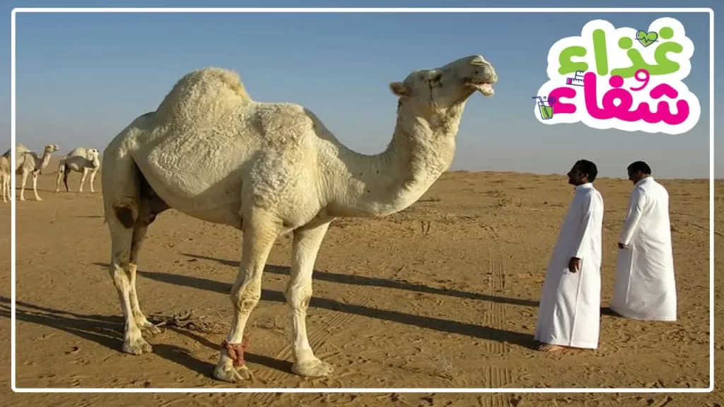فوائد حليب الإبل للنساء