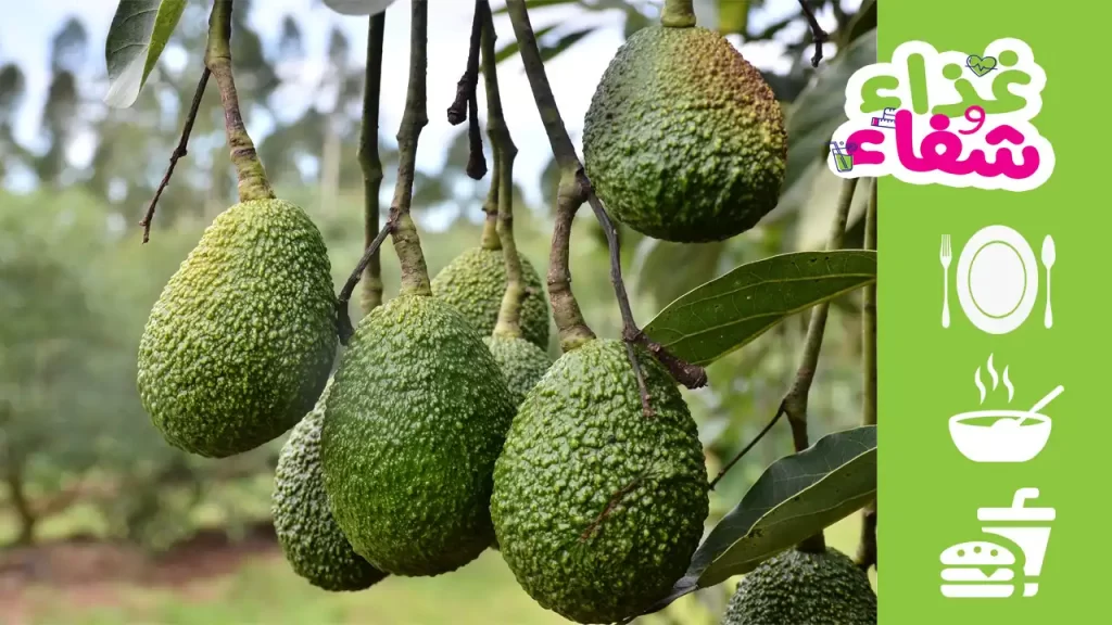 فوائد الأفوكادو للشعر